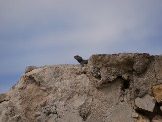 A large black agam sits on a ruined fence of rocks and concrete. The lizard basks in the sun on a sunny summer day.