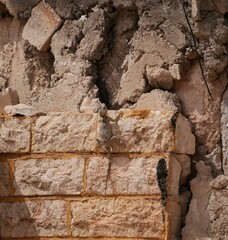 A large black agam sits on a ruined fence of rocks and concrete. The lizard basks in the sun on a sunny summer day.