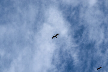 birds in the sky