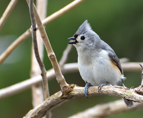 Tufted Titmouse