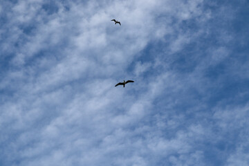 flock of birds