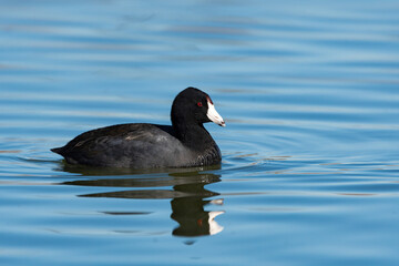 American Coot swimming with its reflection in a calm lake