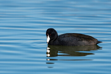 American Coot searching the water for food while swimming alone