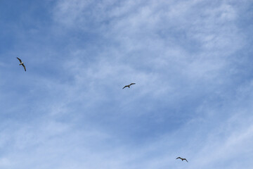 seagulls in the sky