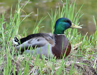 Male Mallard Duck by Pond