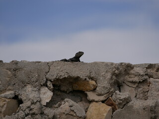 A large black agam sits on a ruined fence of rocks and concrete. The lizard basks in the sun on a sunny summer day.