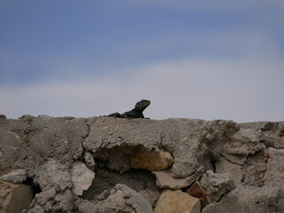 A large black agam sits on a ruined fence of rocks and concrete. The lizard basks in the sun on a sunny summer day.