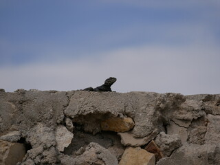 A large black agam sits on a ruined fence of rocks and concrete. The lizard basks in the sun on a sunny summer day.