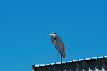 Great Blue Heron standing on the roof of a metal building