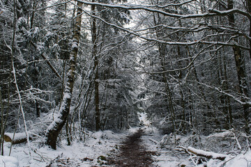 Winter Wald