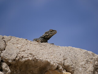 A large black agam sits on a ruined fence of rocks and concrete. The lizard basks in the sun on a sunny summer day.