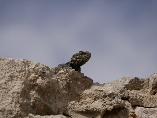 A large black agam sits on a ruined fence of rocks and concrete. The lizard basks in the sun on a sunny summer day.