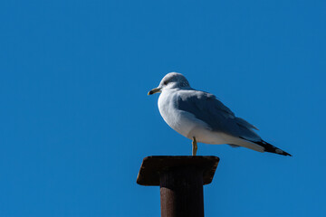 Ring-billed Gull standing on a metal post in a marina