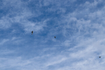 seagulls flying in the sky