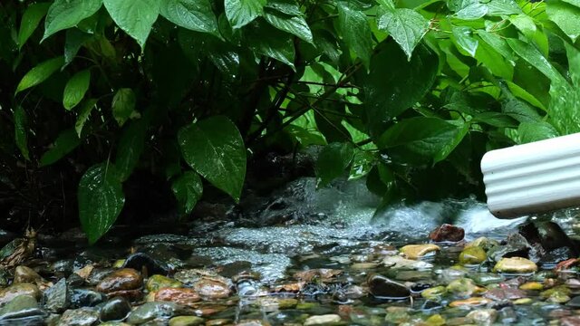 Water flowing from a drain pipe onto rocks as rain drops land on the green leaves of bushes. Closeup clip with subtle zoom in.