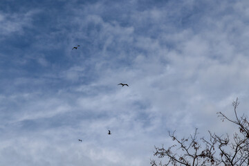 birds in flight
