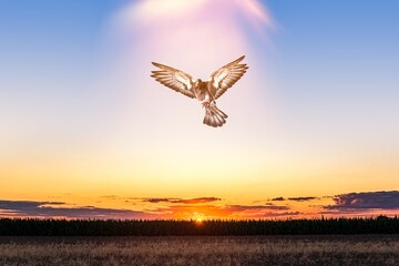 Dove in the air with wings wide open 