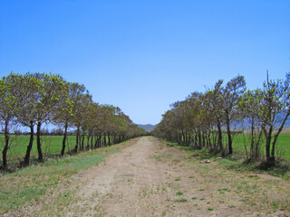 perspective of a road, perspective of the trees