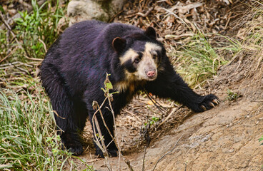 Spectacled bear (Tremarctos ornatus), Cuenca, Ecuador