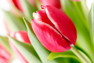 Red white blooming tulip flower closeup on blurred green leaves background. Spring plants for gift or interior decoration