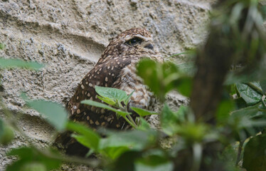 Pacific pygmy owl (Glaucidium peruanum), Ecuador