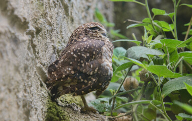 Pacific pygmy owl (Glaucidium peruanum), Ecuador