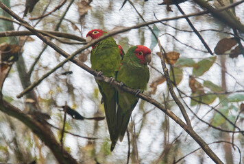 A pair of red-masked parakeets (Psittacara erythrogenys), Amaru Biopark, Cuenca, Ecuador