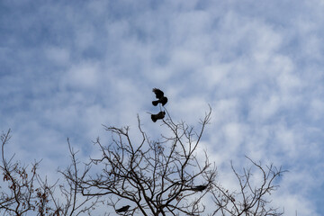 crow on the tree