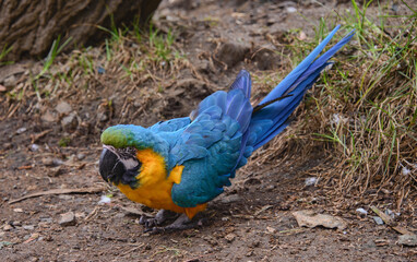 Blue and yellow macaw (Ara ararauna), Ecuador
