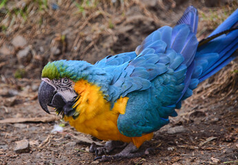 Blue and yellow macaw (Ara ararauna), Ecuador