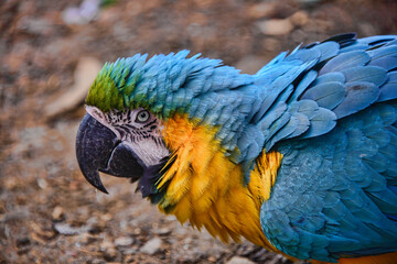 Blue and yellow macaw (Ara ararauna), Ecuador