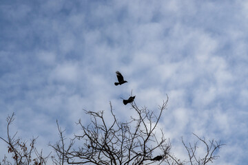 crow in flight