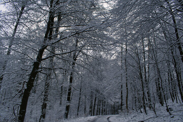 Wanderweg Winter