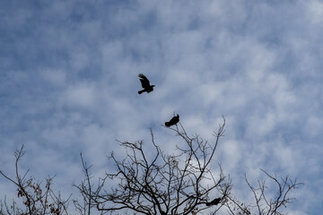 crow on a tree