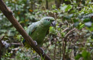 Southern mealy parrot (Amazona farinosa), Ecuador