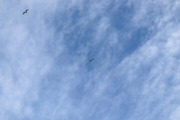 flying in the sky