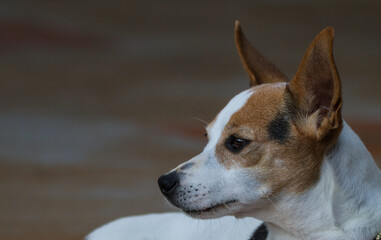 Obraz premium portrait of a dog