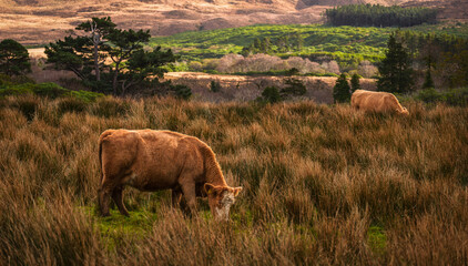 Cows on the field of Connemara, County Galway, Ireland