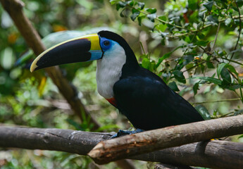 White-throated Toucan (Ramphastos tucanus), Ecuador