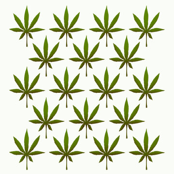 Cannabis leaf art illustration wallpaper texture background design card icon