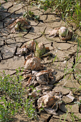 The damage after flood crisis at the village,Ukraine.Destroyed harvest of cabbage