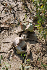 The damage after flood crisis at the village,Ukraine.Destroyed harvest of cabbage