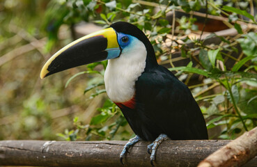 White-throated Toucan (Ramphastos tucanus), Ecuador
