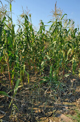 The damage after flood crisis at the village,Ukraine. Corn field after the flood