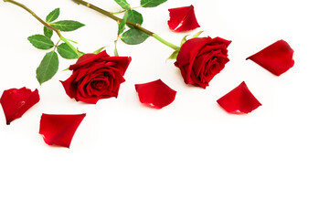 Red rose flowers and petals on white background