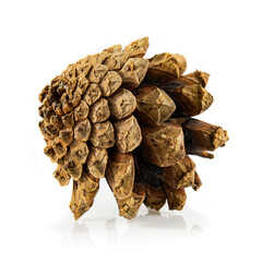 Pine cone isolated on white. Still-life picture taken on studio with white background and softbox.