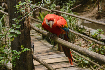 Scarlett macaw (Ara macao), Ecuador