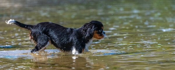 A dog cavalier king charles, a puppy