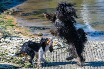 A dog cavalier king charles with a shih tzu.
