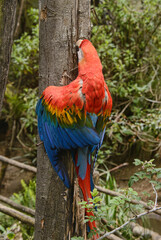 Scarlett macaw (Ara macao), Ecuador